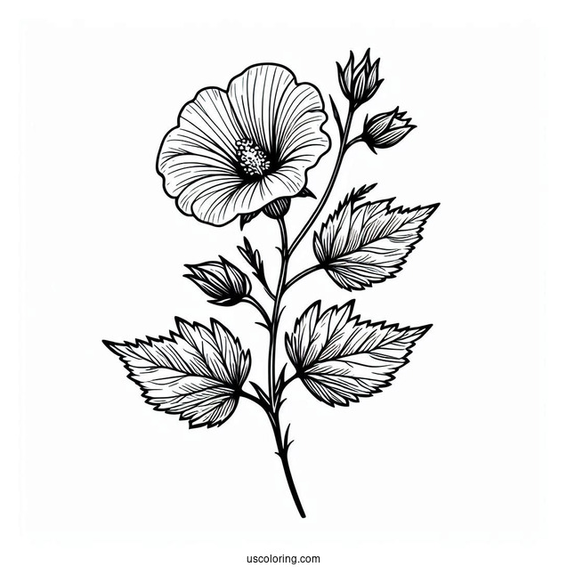 Flower Coloring Pages Of Swamp Rose Mallow Outline