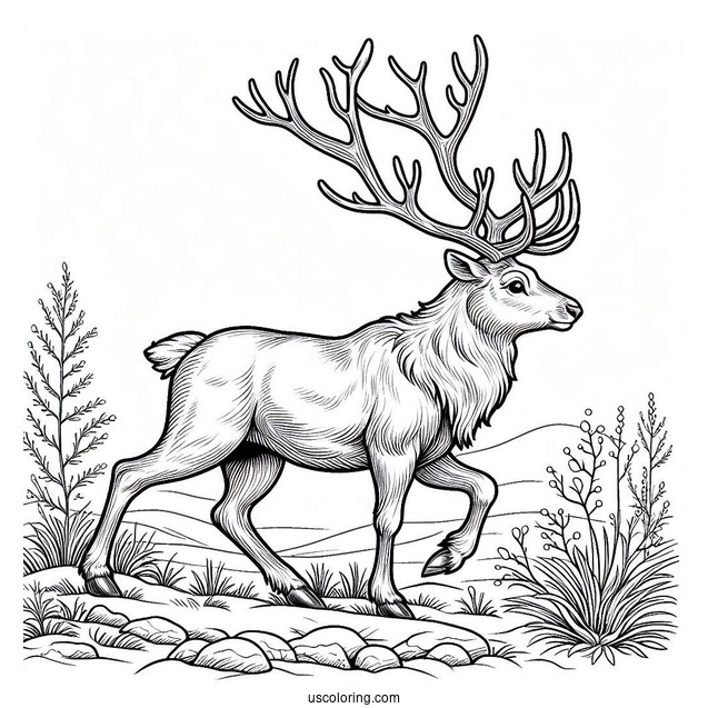 Detailed Reindeer Walking In The Wild To Color