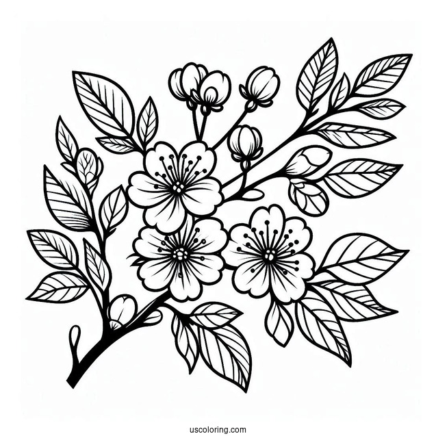 Flower Coloring Pages Of Easy Cherry Blossoms For Kids