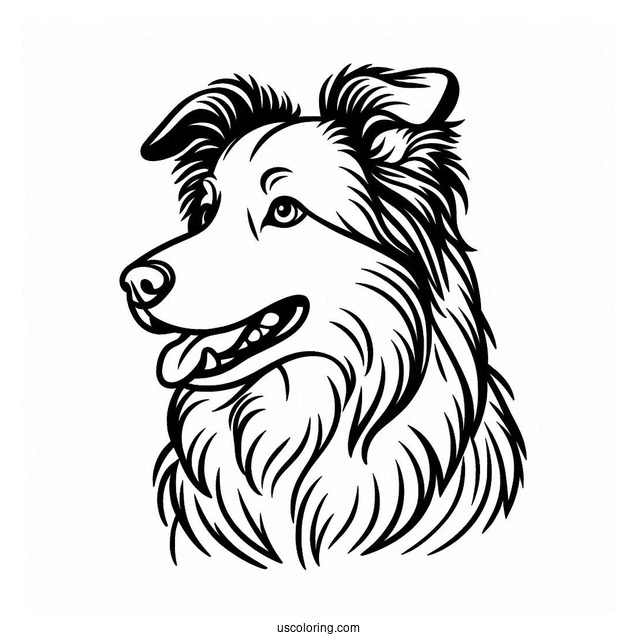 Coloring Sheet Of Border Collie Outline