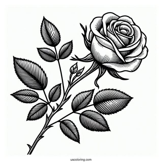 Rose Stem Coloring Sheet
