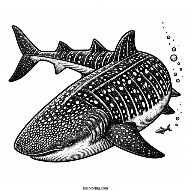 Textured Whale Shark Coloring Page