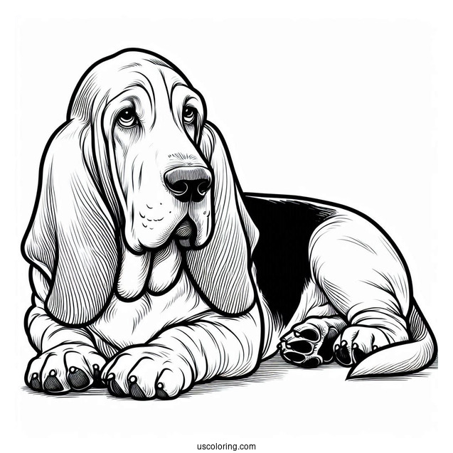Large Basset Dog Lying Down