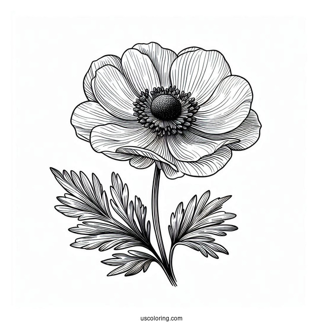 Flower Coloring Pages Of Realistic Anemone For Adults
