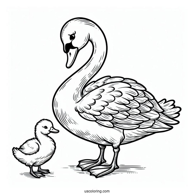Mama Swan Coloring Page With Baby Cygnets