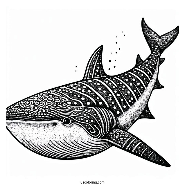Textured Whale Shark Coloring Page