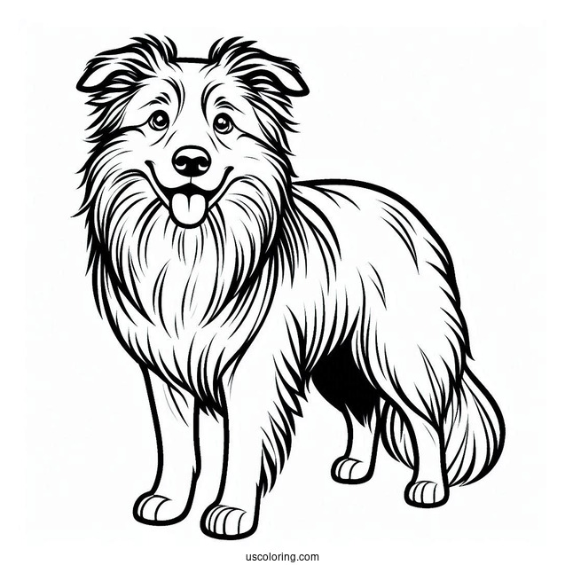 Coloring Sheet Of Border Collie Outline