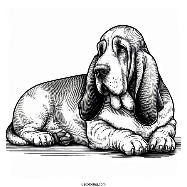Large Basset Dog Lying Down
