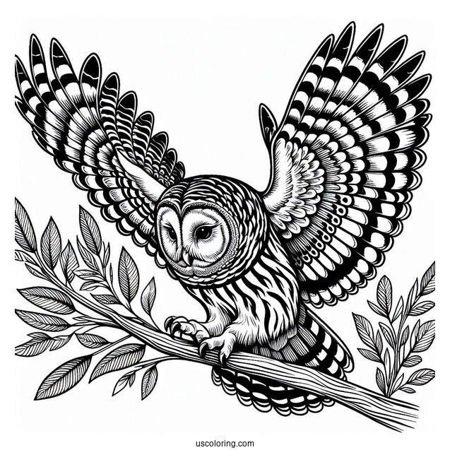 Barred Owl Swooping Down