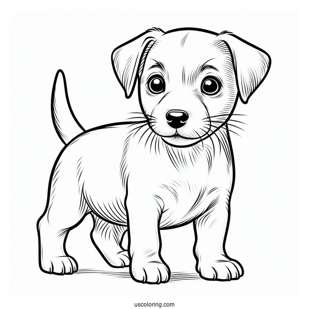 Jack Russell Terrier Puppy