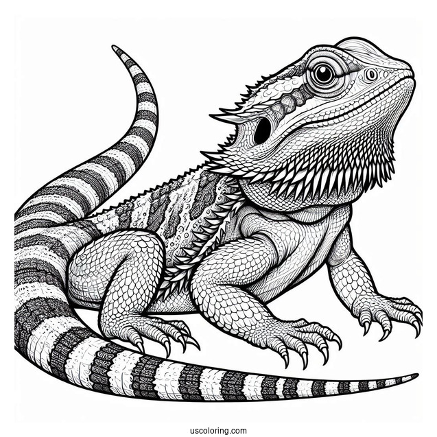 Central Bearded Dragon Lizard Coloring Page