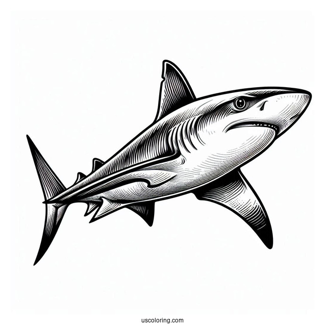 Blacktip Shark Coloring Page Family