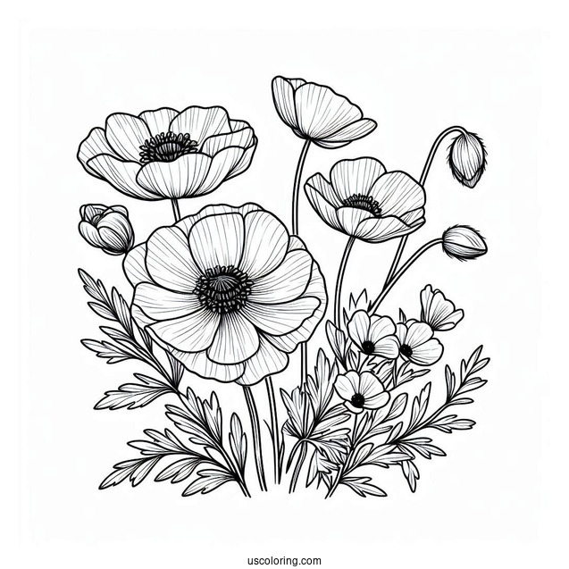 Flower Coloring Pages Of Poppy Anemones