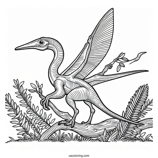 Pteranodon Dinosaur Coloring Page For Kids