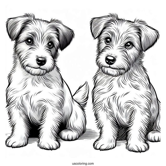 Furry Jack Russell Terrier