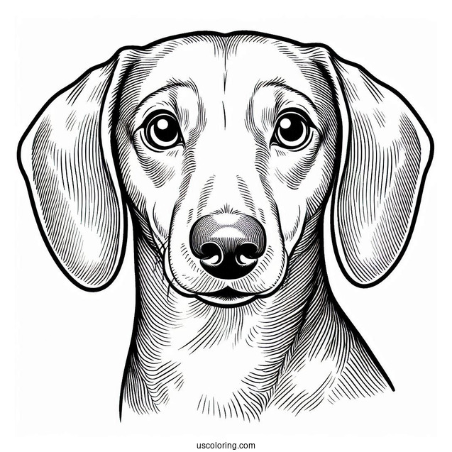 Close Up Of Dachshund Coloring Page