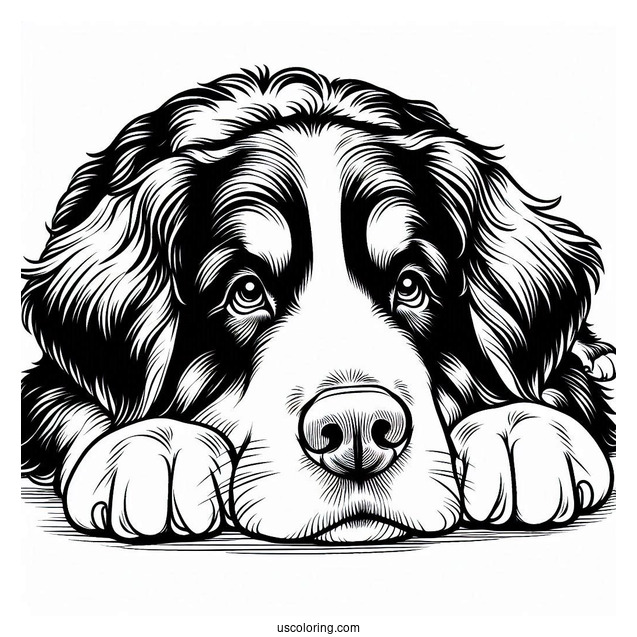 Coloring Sheet Of Bernese Mountain Dog Resting