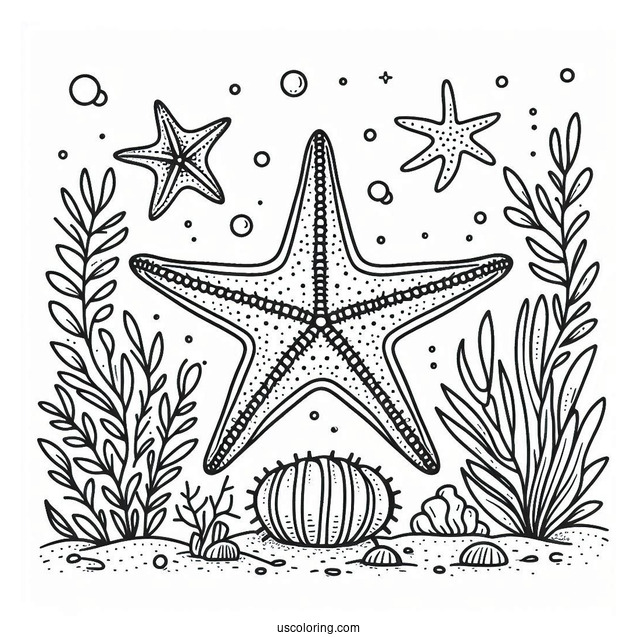 Simple Starfish Coloring Page On The Sea Floor With Sea Cucumber And Brittle Star