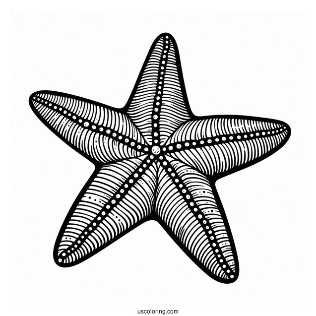 Easy Outline Of Starfish Coloring Page