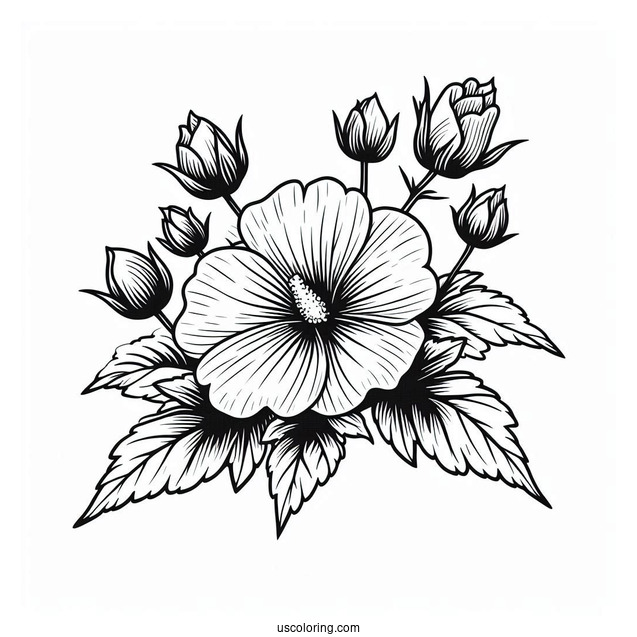Flower Coloring Pages Of Swamp Rose Mallow Outline