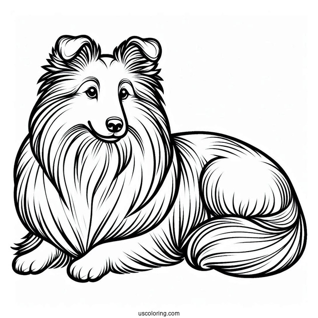 Sheltie Dog Outline For Coloring