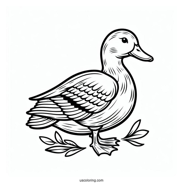 Mallard Duck Coloring Page