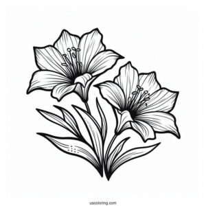 Flower Coloring Pages Of Mariposa Lilies Outline