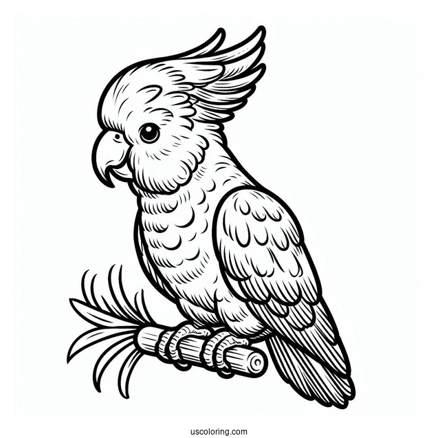 Cockatoo Parrot To Color