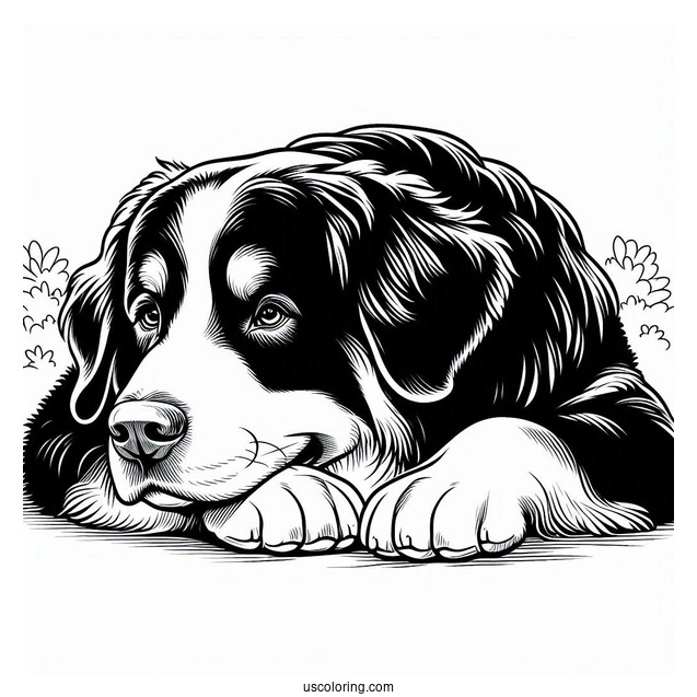 Coloring Sheet Of Bernese Mountain Dog Resting