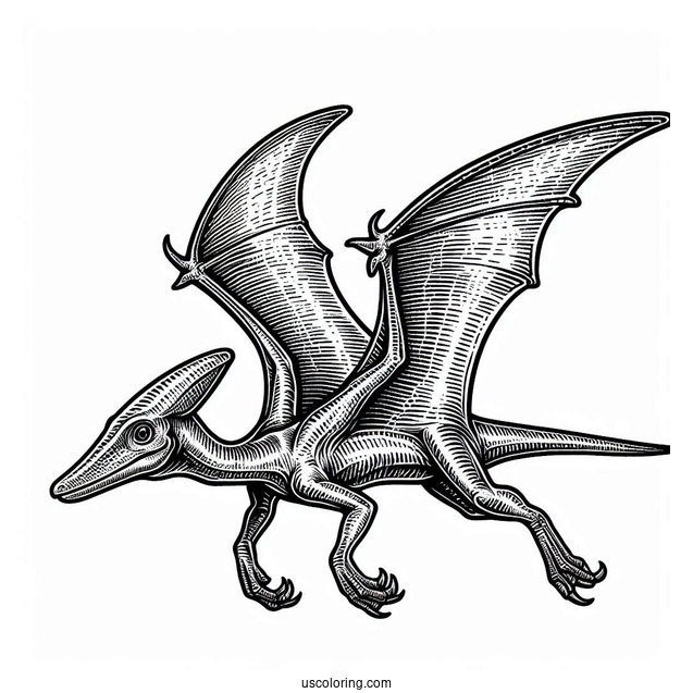 Pterodactyl Coloring Page Fossil
