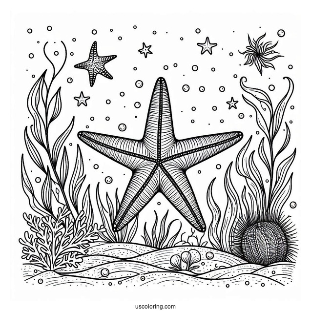 Simple Starfish Coloring Page On The Sea Floor With Sea Cucumber And Brittle Star