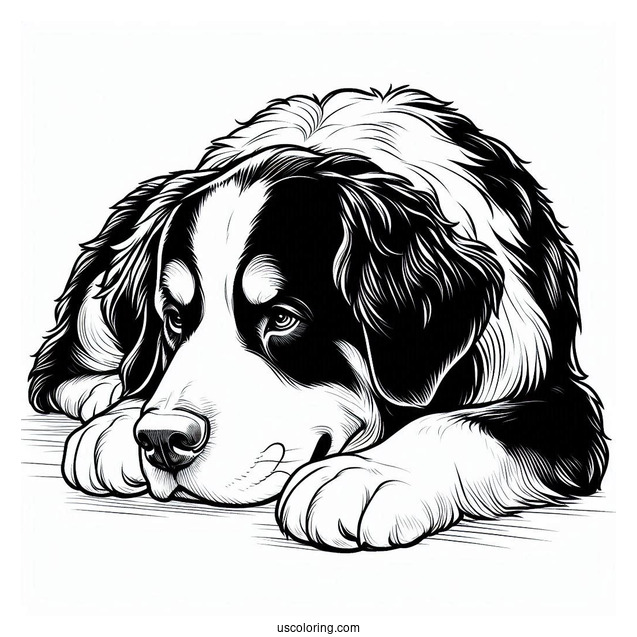 Coloring Sheet Of Bernese Mountain Dog Resting