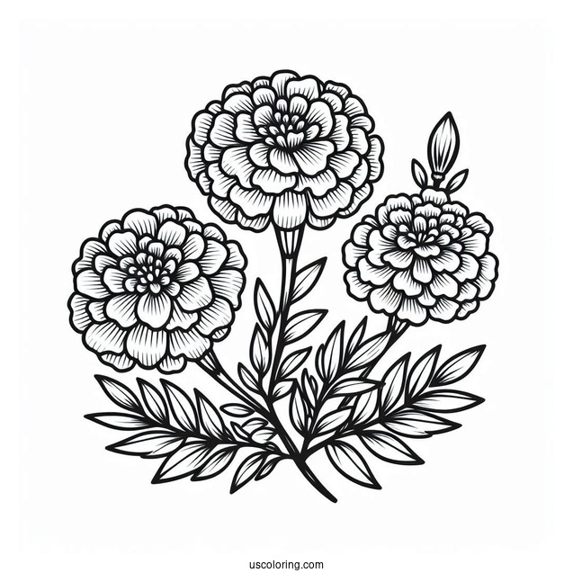 Flower Coloring Pages Of Three Marigold
