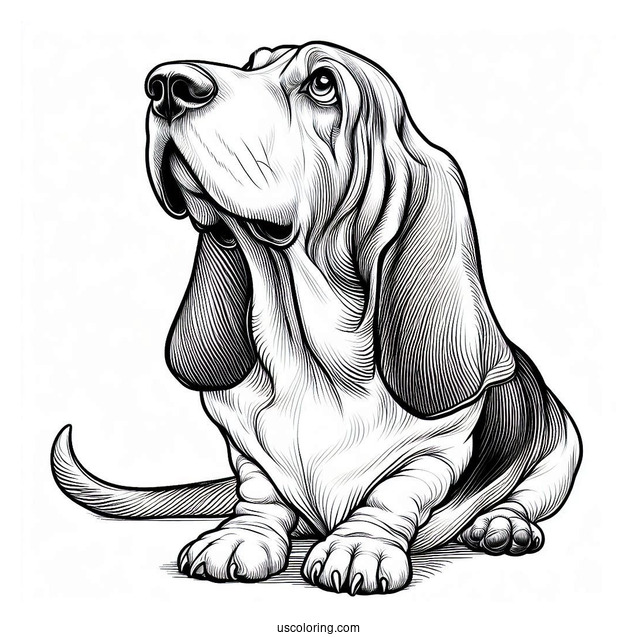 Basset Hound Looking Up
