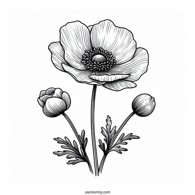 Flower Coloring Pages Of Poppy Anemones