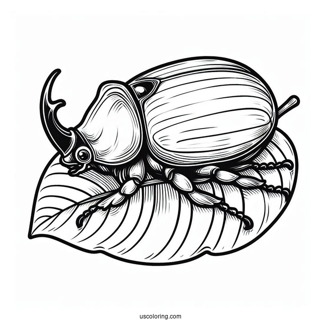 Rhinoceros Beetle Coloring Page On A Leaf