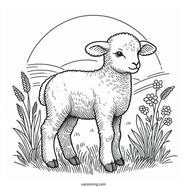 New Born Lamb Standing In Field Coloring