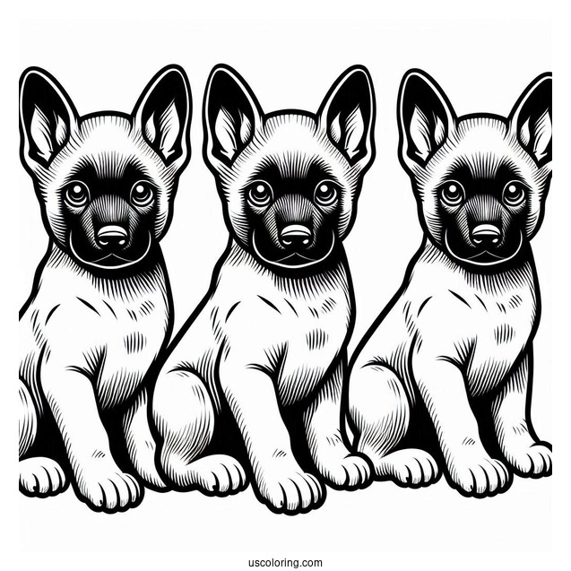 Belgian Malinois Puppy With Perked Ear Coloring Page
