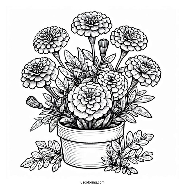 Flower Coloring Pages Of Realistic Pot Marigolds