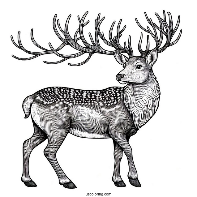 Coloring Page Of a Realistic Looking Reindeer