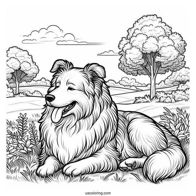 Sheepdog Resting In Field To Color