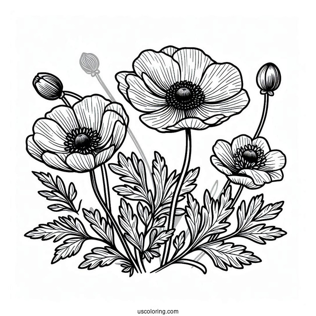 Flower Coloring Pages Of Poppy Anemones