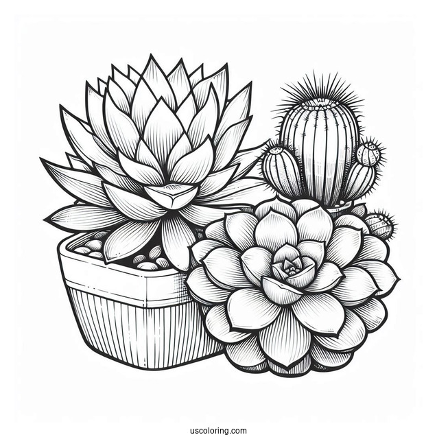 Realistic Succulent Coloring Page With Cactus