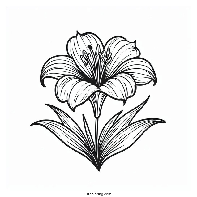 Flower Coloring Pages Of Mariposa Lilies Outline