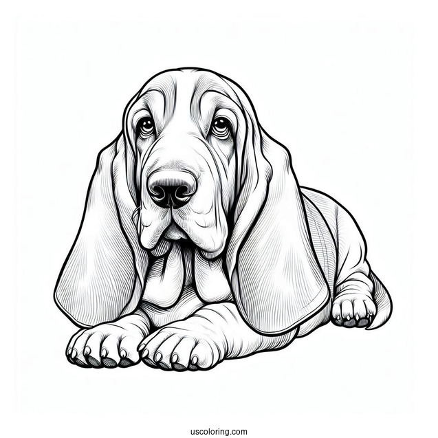 Large Basset Dog Lying Down