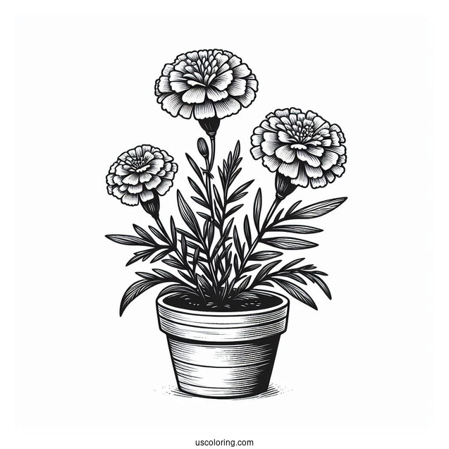 Flower Coloring Pages Of Realistic Pot Marigolds