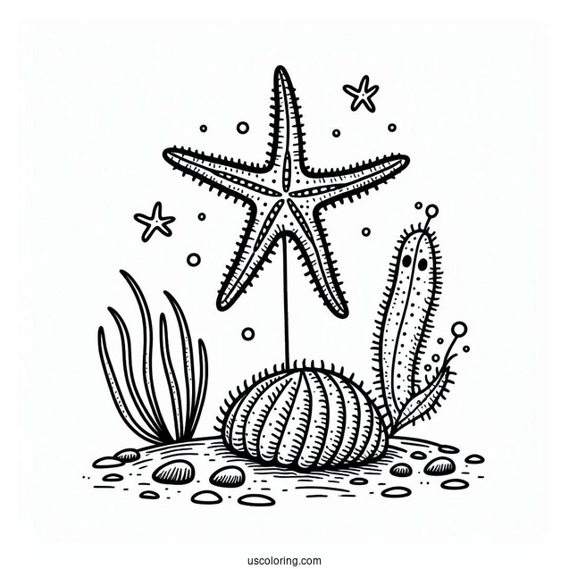 Simple Starfish Coloring Page On The Sea Floor With Sea Cucumber And Brittle Star