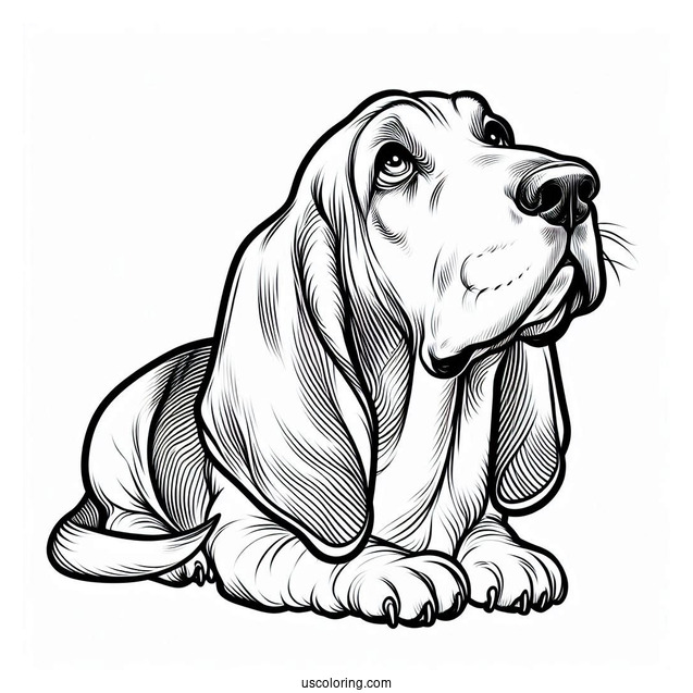 Basset Hound Looking Up