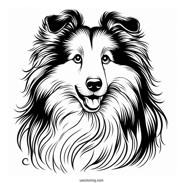 Sheltie Dog Outline For Coloring