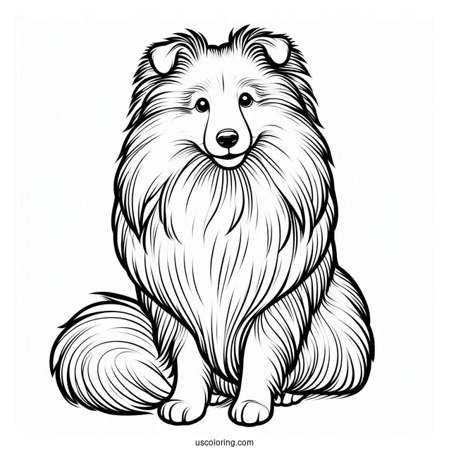 Sheltie Dog Outline For Coloring